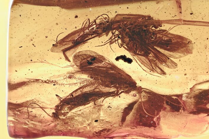 Six Fossil Caddisflies (Trichoptera) In Baltic Amber #346410